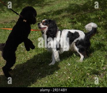 photo two purebred dogs playing together in the park Stock Photo