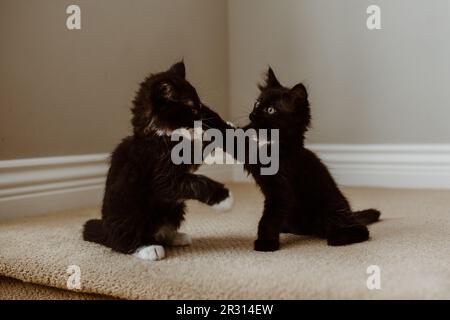 two black sibling kittens play fighting on stairs Stock Photo