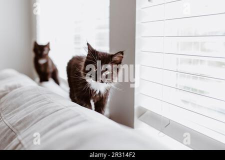 two black kittens walking on back of grey couch in front of window Stock Photo