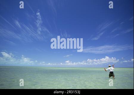 A saltwater fly-fisherman casts in the Bahamas. Stock Photo
