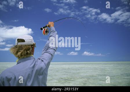 A saltwater fly-fisherman fights a fish in the Bahamas. Stock Photo