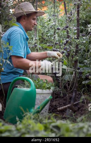 Man takes care of the black tomatoes in the garden Stock Photo