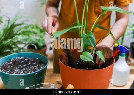 Man repotting green plant (Monstera Deliciosa) Stock Photo