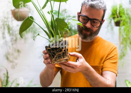 Man repotting green plant (Monstera Deliciosa) , looking the roots. Stock Photo