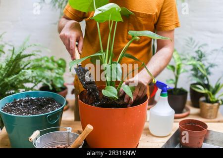 Man repotting green plant (Monstera Deliciosa) Stock Photo