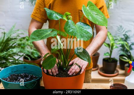 Man repotting green plant (Monstera Deliciosa) Stock Photo