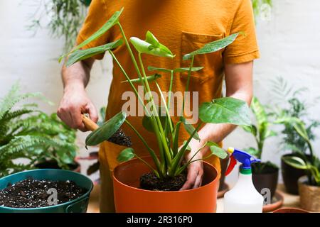 Man repotting green plant (Monstera Deliciosa) Stock Photo