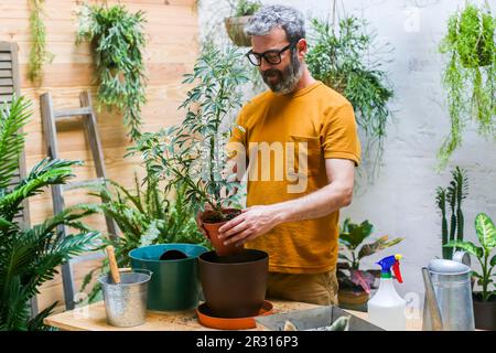 Man repotting green plant (Schefflera Umbrella Dwarf Plant) Stock Photo