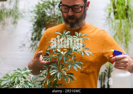 Man spraying green plant (Schefflera Umbrella Dwarf Plant) Stock Photo