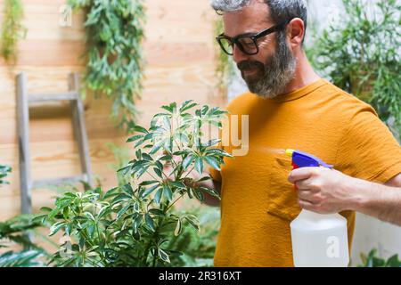 Man spraying green plant (Schefflera Umbrella Dwarf Plant) Stock Photo