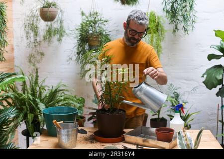 Man watering green plant (Schefflera Umbrella Dwarf Plant) Stock Photo