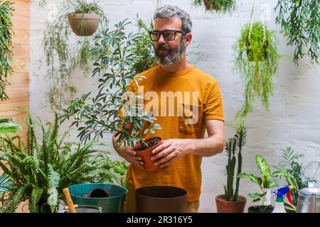 Man repotting green plant (Schefflera Umbrella Dwarf Plant) Stock Photo