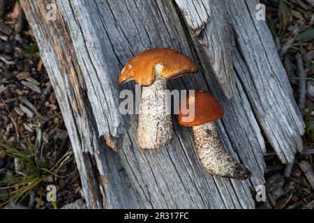 Foraged bolete mushrooms on a dead tree in the forest Stock Photo