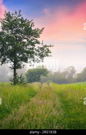 deciduous trees on the grassy field. rural landscape at dawn. foggy scenery in summer Stock Photo