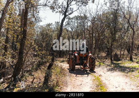 gentleman on a tractor in the middle of the forest Stock Photo