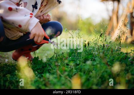 Child are using scissors to cut the grass Stock Photo