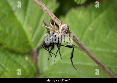 A crab spider devouring a fly. Taken at Tunstall Hills nature reserve, Sunderland, UK Stock Photo