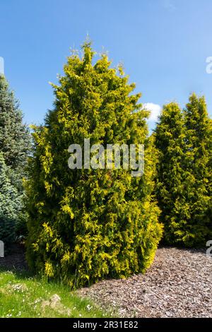 American Arborvitae Thuja occidentalis 'Yellow Ribbon' Stock Photo