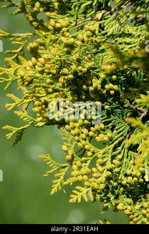 American Arborvitae, Thuja occidentalis 'Yellow Ribbon' Stock Photo