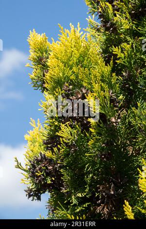 Thuja orientalis 'Elegantissima', Oriental Arborvitae Stock Photo