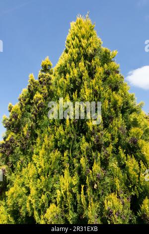Platycladus, Thuja orientalis 'Elegantissima' Tree Thuja Stock Photo