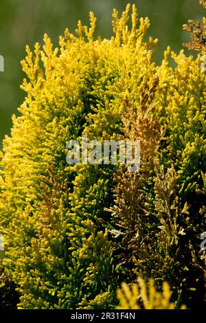 Oriental Arborvitae, Thuja orientalis 'Westmont', Golden Yellow, Coniferous, Cultivar Stock Photo