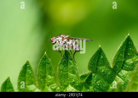 Big fly with red eyes (Gray Flesh Fly - Sarcophaga carnaria) sitting on a leaf tip Stock Photo