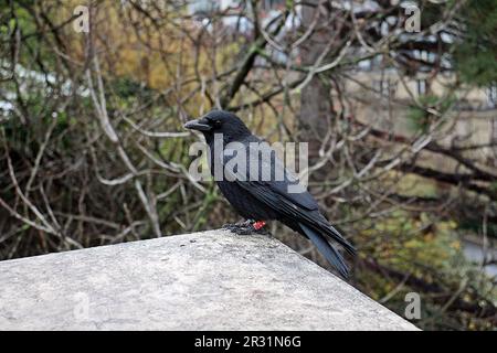 raven standing on the edge of a rock wall in winter Stock Photo
