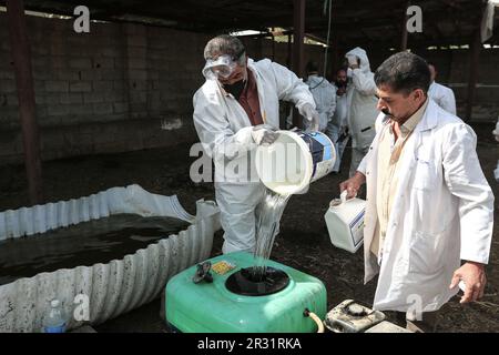 Baghdad, Iraq. 22nd May, 2023. Veterinaries work at a livestock farm in Baghdad, as Crimean-Congo hemorrhagic fever cases rise in the country. Iraqi Ministry of Health reported that the confirmed cases of Crimean-Congo hemorrhagic fever (CCHF) has risen to 119 including 18 deaths across the country. Credit: Ameer Al-Mohammedawi/dpa/Alamy Live News Stock Photo