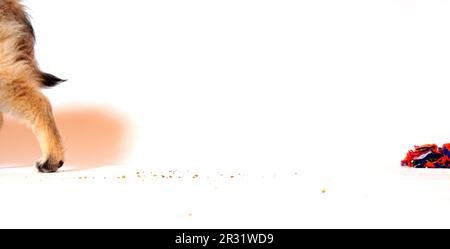 Wolf spitz puppy playing Stock Photo