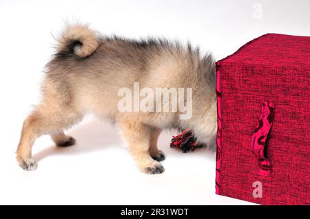 Wolf spitz puppy playing Stock Photo