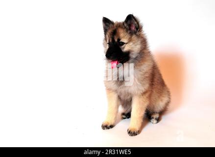 Wolf spitz puppy playing Stock Photo