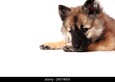 Wolf spitz puppy playing Stock Photo
