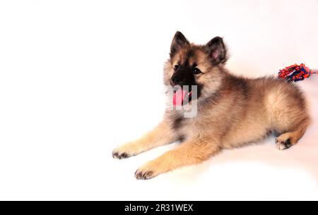 Wolf spitz puppy playing Stock Photo