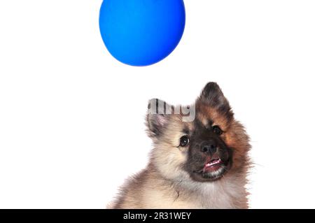 Wolf spitz puppy playing Stock Photo