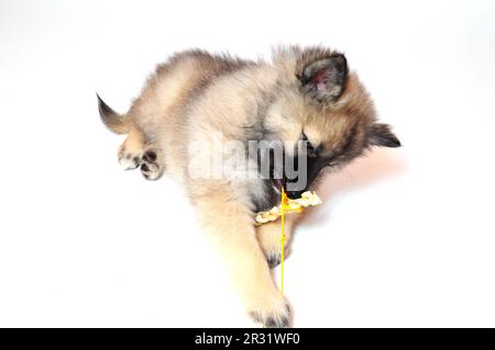 Wolf spitz puppy playing Stock Photo
