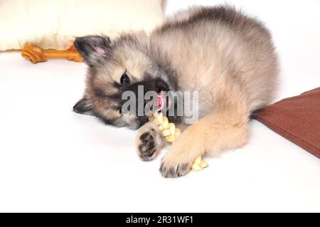 Wolf spitz puppy playing Stock Photo