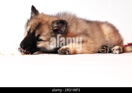 Wolf spitz puppy playing Stock Photo