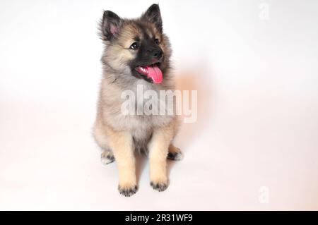 Wolf spitz puppy playing Stock Photo