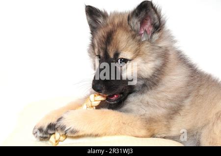 Wolf spitz puppy playing Stock Photo