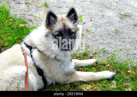 Wolfsspitz puppy meadow Stock Photo