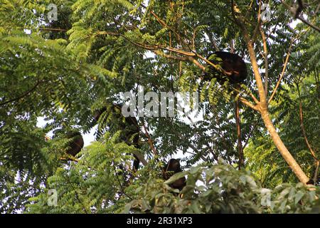 small family of Guatemalan black howler monkey (Alouatta pigra) in Belize Stock Photo