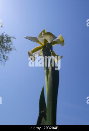 Oriental iris, Iris orientalis, against a blue sky in a garden, Szigethalom, Hungary Stock Photo