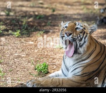 shot of an Indian tiger at a zoo Stock Photo