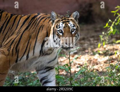 shot of an Indian tiger at a zoo Stock Photo