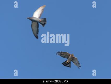 Fast Male Eurasian sparrowhawk (accipiter nisus) chasing pigeon in flight over blue sky - hunter and prey Stock Photo