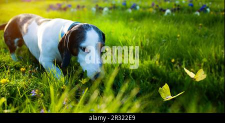 Art funny dachshund dog hunts for butterflies flying on a summer sunny lawn. Fun walk with your pet Stock Photo