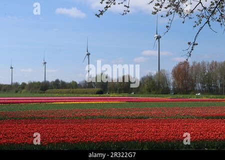 row of wind turbines at flowering tulip field in spring in the north of the Netherlands Stock Photo