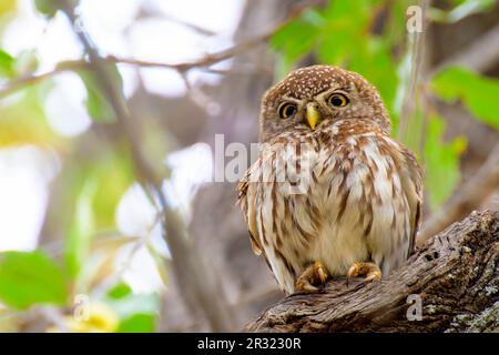 Pearl-spotted owlet (Glaucidium perlatum) perched in tree, Kruger National Park, Mpumalanga, South Africa. Stock Photo