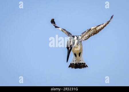 Pied kingfisher (Ceryle rudis) hovering, Kruger National Park, Limpopo, South Africa. Stock Photo